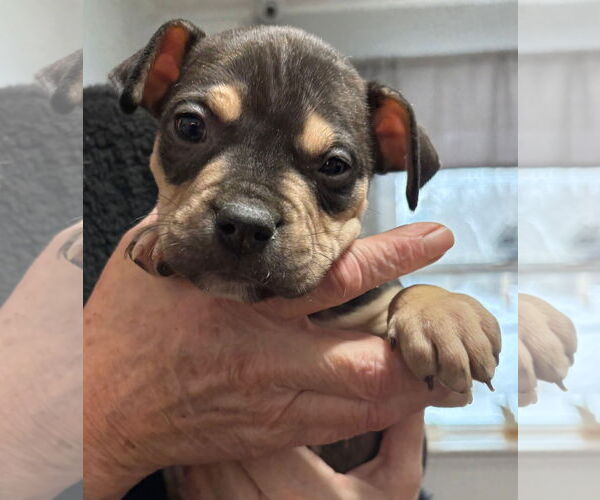 Medium Photo #1 Mutt Puppy For Sale in Clarkston, MI, USA