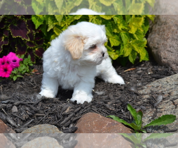 Medium Photo #2 Mal-Shi Puppy For Sale in GREENWOOD, WI, USA
