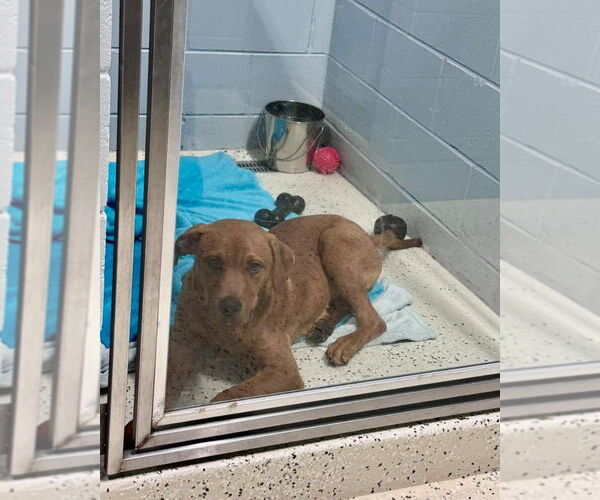 Medium Photo #2 Labrador Retriever-Unknown Mix Puppy For Sale in Muskegon, MI, USA