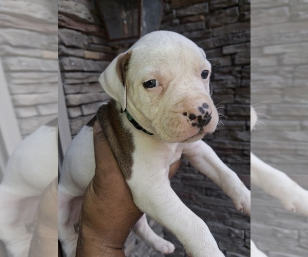 Medium Photo #5 American Bully Puppy For Sale in AURORA, CO, USA