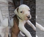 Small #4 American Bully