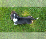 Small #13 Basset Hound