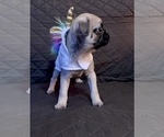 Small Photo #7 Pug Puppy For Sale in HOUSTON, TX, USA