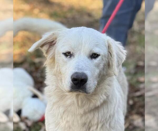 Medium Photo #1 Labrenees Puppy For Sale in Yardley, PA, USA