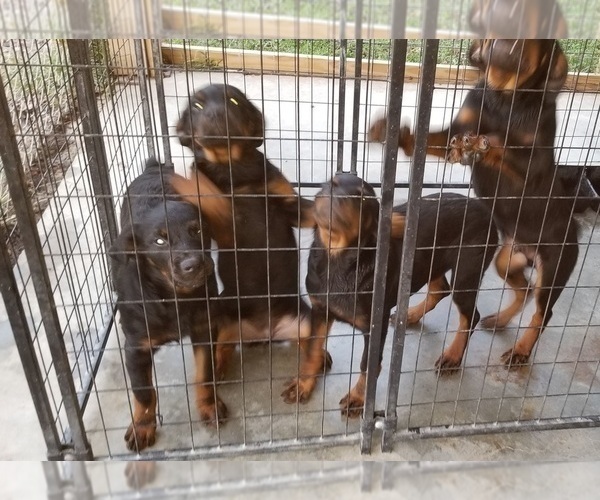 Medium Photo #64 Rottweiler Puppy For Sale in RIEGELWOOD, NC, USA