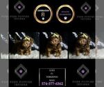 Small Photo #40 YorkiePoo Puppy For Sale in WARSAW, IN, USA