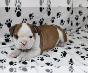 English Bulldog Puppy for sale in NEWTON, MA, USA