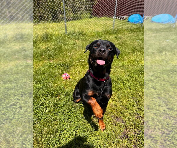 Medium Photo #8 Rottweiler Puppy For Sale in Muskegon, MI, USA