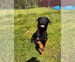 Small #7 Rottweiler