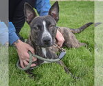 Small #3 American Staffordshire Terrier-Boston Terrier Mix