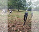 Small #1 Great Dane