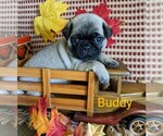 Image preview for Ad Listing. Nickname: Buddy ACA