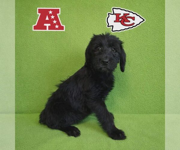 Medium Photo #1 Poodle (Standard)-Unknown Mix Puppy For Sale in New Oxford , PA, USA