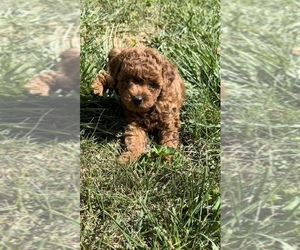 Poodle (Miniature) Puppy for sale in EFFINGHAM, IL, USA