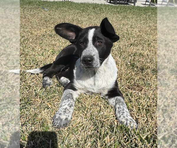 Medium Photo #1 Labrador Retriever-Unknown Mix Puppy For Sale in The Woodlands, TX, USA