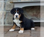 Small Photo #5 Greater Swiss Mountain Dog Puppy For Sale in BIRD IN HAND, PA, USA
