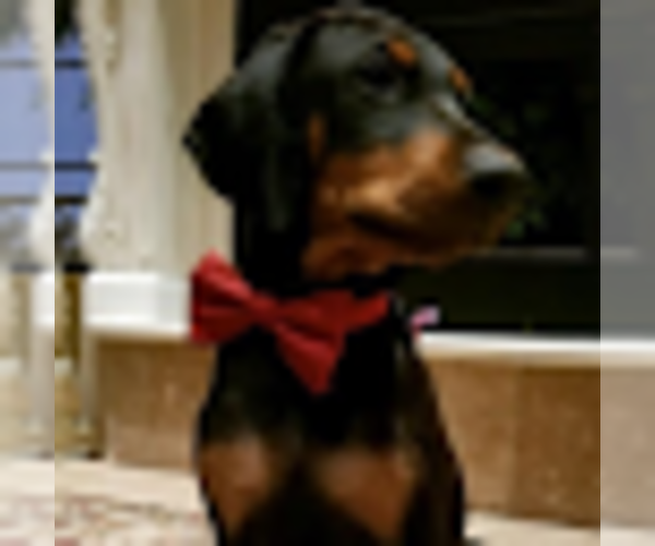 Medium Photo #1 Doberman Pinscher Puppy For Sale in QUEEN CREEK, AZ, USA