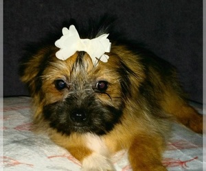 Shiranian Puppy for sale in NEWPORTVILLE, PA, USA