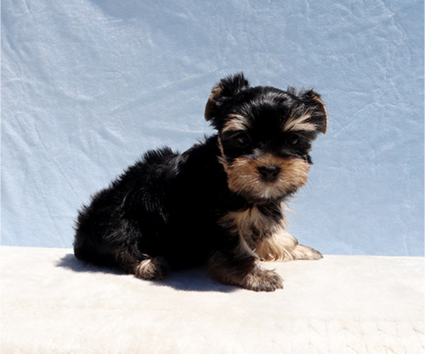 Medium Photo #5 Yorkshire Terrier Puppy For Sale in LOS ANGELES, CA, USA