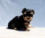 Small #4 Yorkshire Terrier