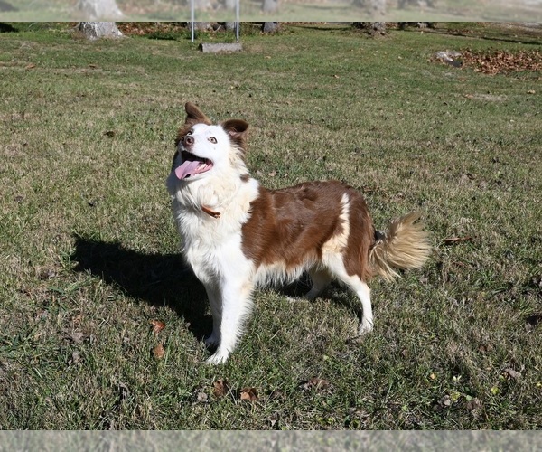 Medium Photo #2 Border Collie Puppy For Sale in WARSAW, OH, USA