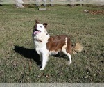 Small Photo #2 Border Collie Puppy For Sale in WARSAW, OH, USA