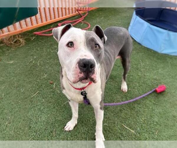 Medium Photo #2 American Pit Bull Terrier-Unknown Mix Puppy For Sale in Las Vegas, NV, USA