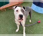 Small #1 American Pit Bull Terrier Mix