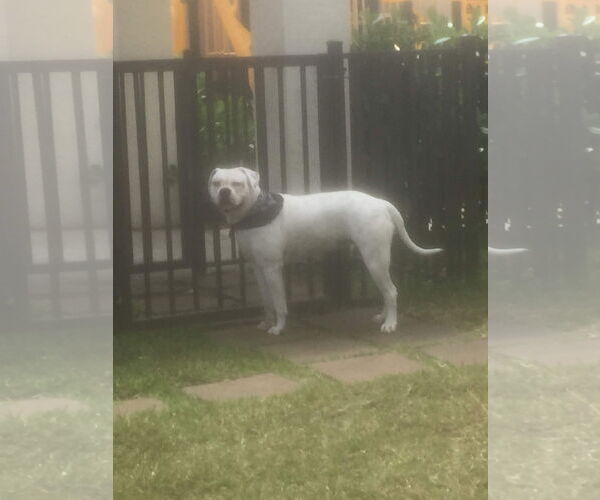 Medium Photo #3 American Bulldog Puppy For Sale in Miami, FL, USA