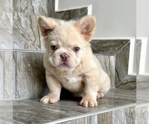 Medium Photo #1 French Bulldog Puppy For Sale in RIVERSIDE, CA, USA