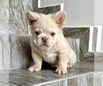 Small Photo #1 French Bulldog Puppy For Sale in RIVERSIDE, CA, USA