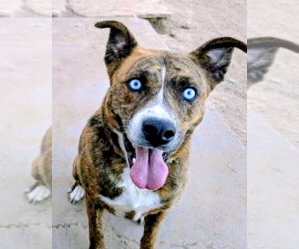 Medium Photo #3 Siberian Husky-Unknown Mix Puppy For Sale in Pena Blanca, NM, USA
