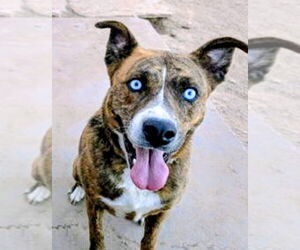 GRACIE - Female Siberian Husky-Unknown Mix Dog for Adoption - Photo #3
