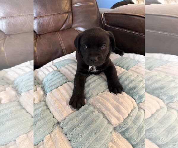 Medium Photo #2 American Staffordshire Terrier-Unknown Mix Puppy For Sale in Holly Springs, NC, USA