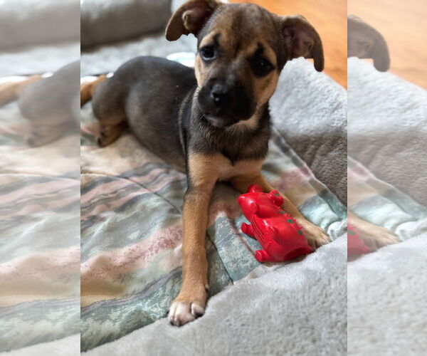 Medium Photo #3 Labrador Retriever-Unknown Mix Puppy For Sale in Tarrytown, GA, USA