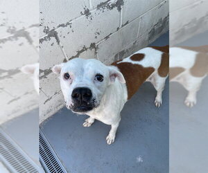 CLIFFORD - Male American Pit Bull Terrier-Unknown Mix Dog for Adoption