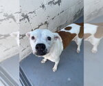 CLIFFORD - Male American Pit Bull Terrier-Unknown Mix Dog for Adoption - Small photo