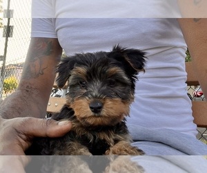 Yorkshire Terrier Puppy for Sale in FOREST HILLS, New York USA