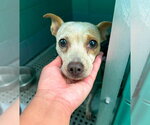 Small #4 Chihuahua Mix