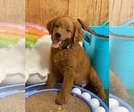 Small Photo #2 Goldendoodle (Miniature) Puppy For Sale in BULLARD, TX, USA