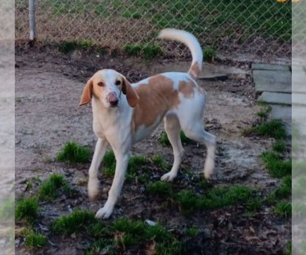 Medium Photo #1 Mutt Puppy For Sale in Rocky Mount, NC, USA