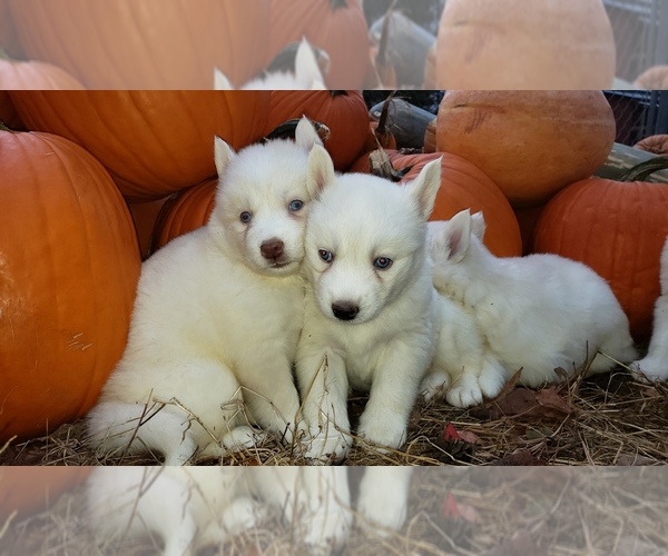Medium Photo #10 Siberian Husky Puppy For Sale in DINWIDDIE, VA, USA