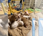 Small #24 Goldendoodle (Miniature)