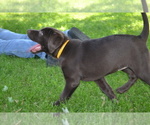 Small Photo #22 Labrador Retriever Puppy For Sale in GREENWOOD, WI, USA