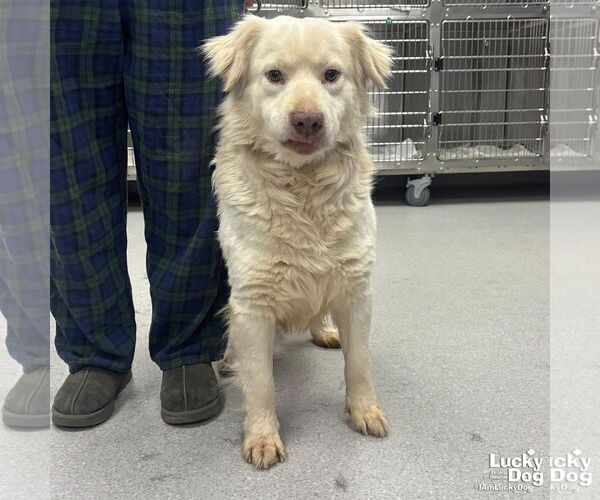 Medium Photo #2 Great Pyrenees-Retriever  Mix Puppy For Sale in Washington, DC, USA