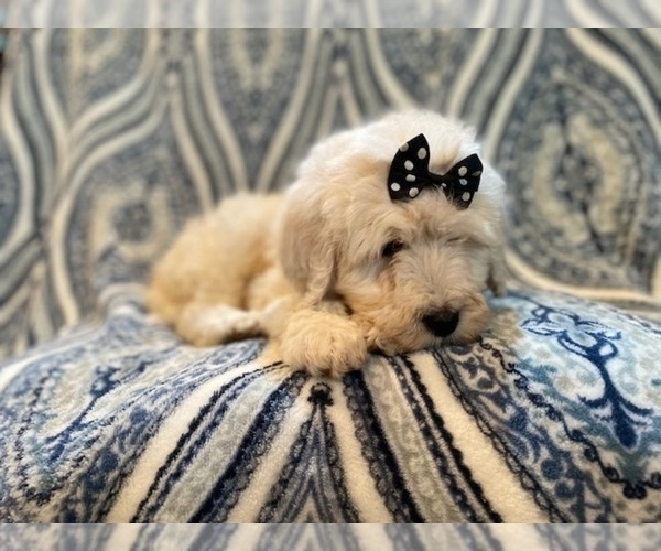 Medium Photo #17 Poodle (Standard) Puppy For Sale in LAKELAND, FL, USA