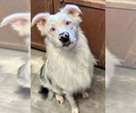 Small #8 Australian Shepherd