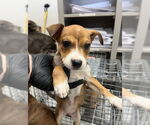 Small American Pit Bull Terrier Mix