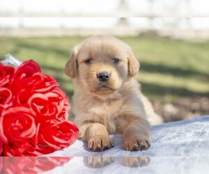 Golden Retriever Puppy for sale in BALTIC, OH, USA