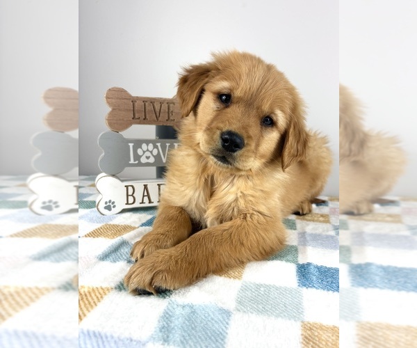 Medium Photo #2 Golden Retriever Puppy For Sale in INDIANAPOLIS, IN, USA